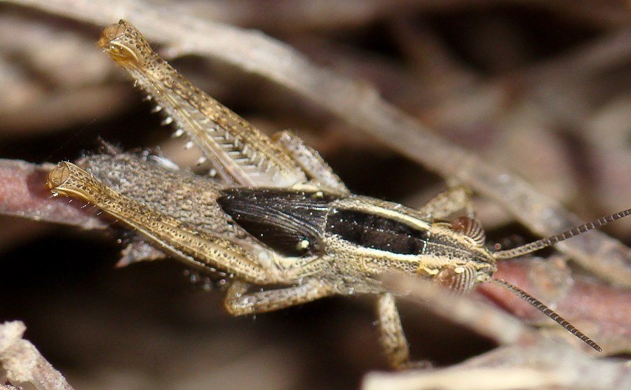 Eyprepocnemidinae del Portogallo