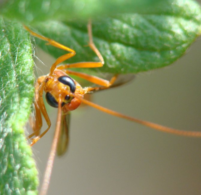 Enicospilus sp.