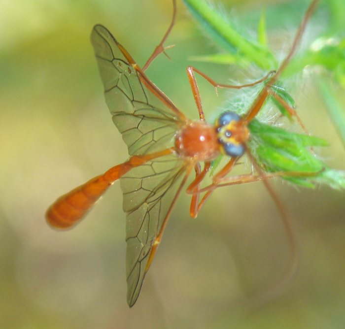 Enicospilus sp.