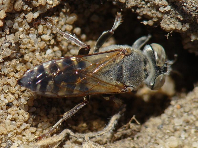 Tachytes etruscus (Crabronidae),