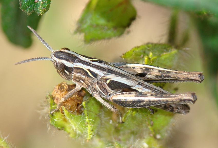 Ninfa di Acrididae Gomphocerinae del Portogallo