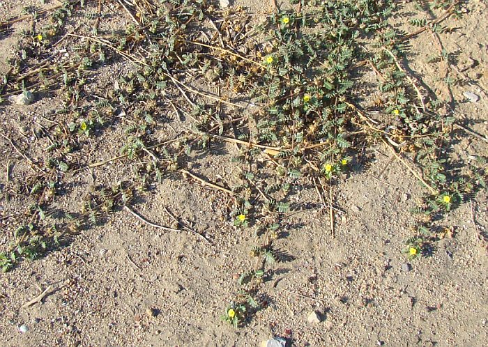 Tribulus terrestris / Tribolo