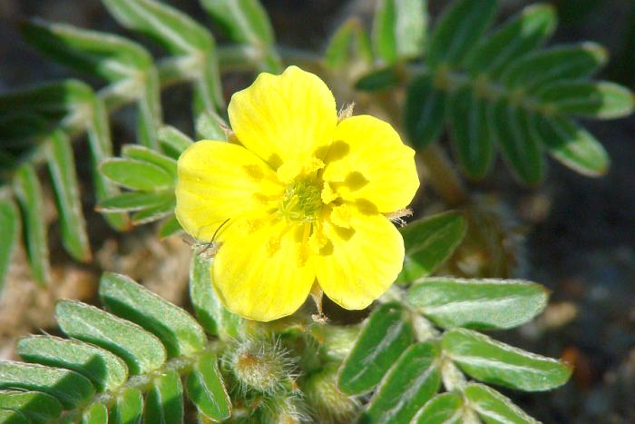 Tribulus terrestris / Tribolo