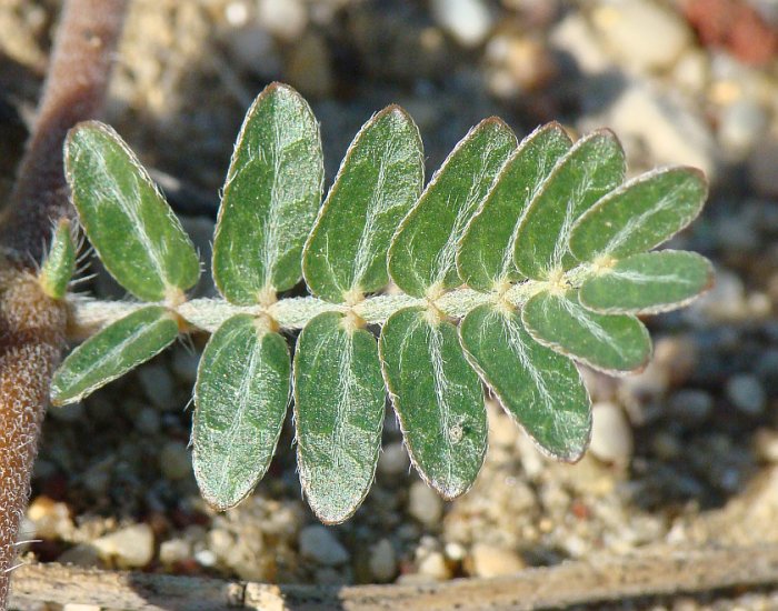 Tribulus terrestris / Tribolo