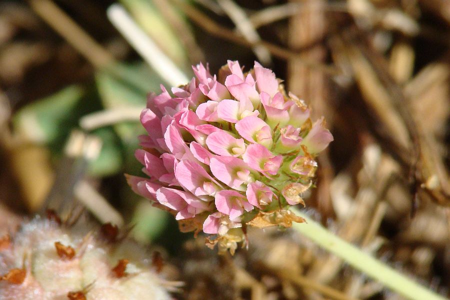 da identificare V - Trifolium fragiferum