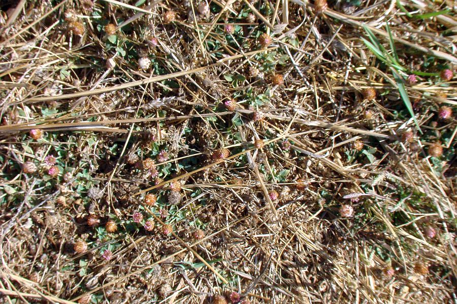 da identificare V - Trifolium fragiferum