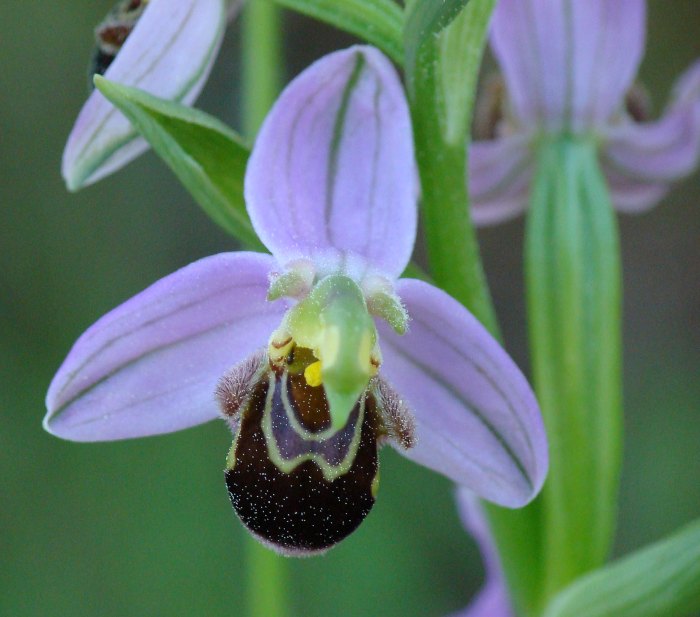 Ophrys apifera ?