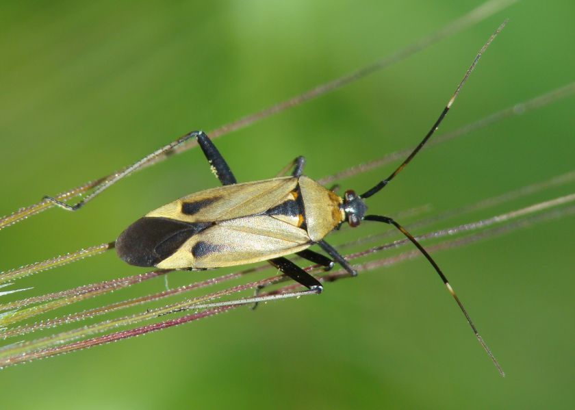 Calocoris nemoralis forma ?