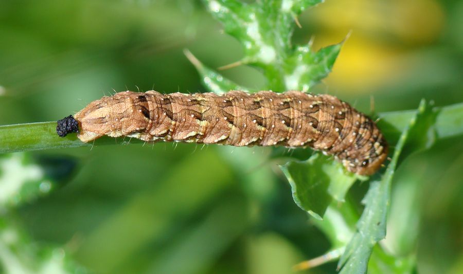 Bruco - da identificare