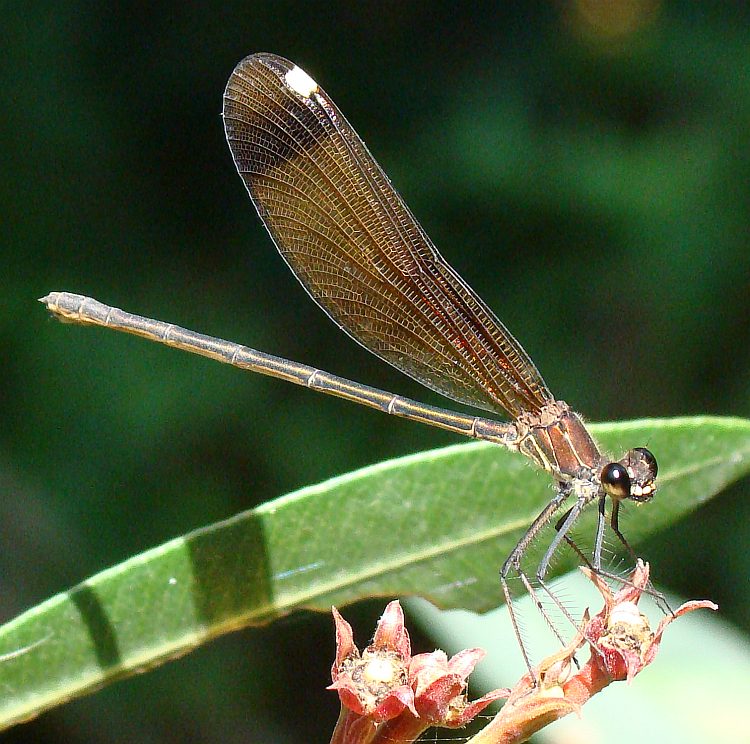 da determinare - Calopteryx haemorrhoidalis