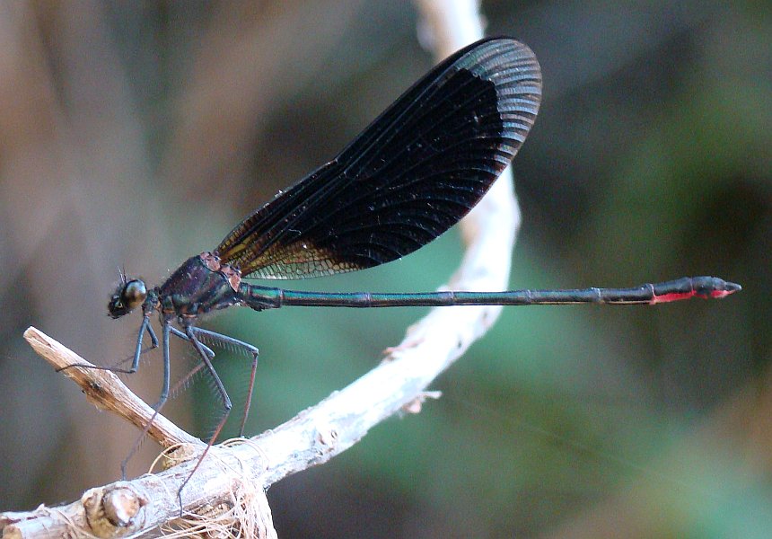 da determinare - Calopteryx haemorrhoidalis