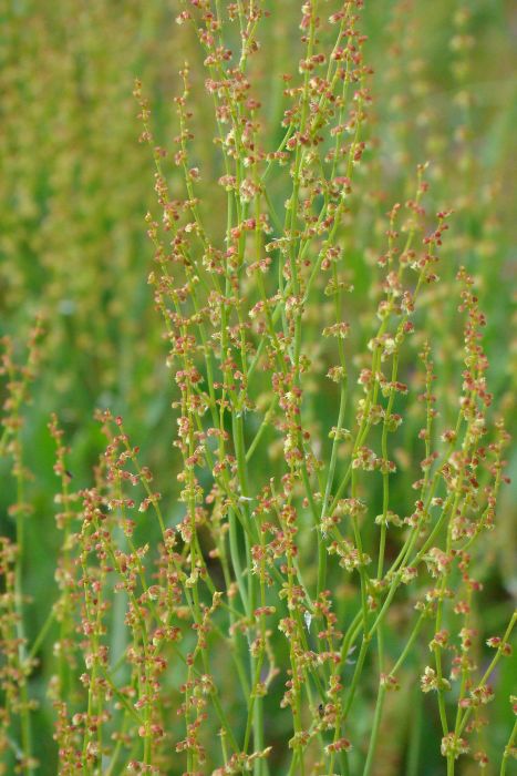 Rumex acetosella