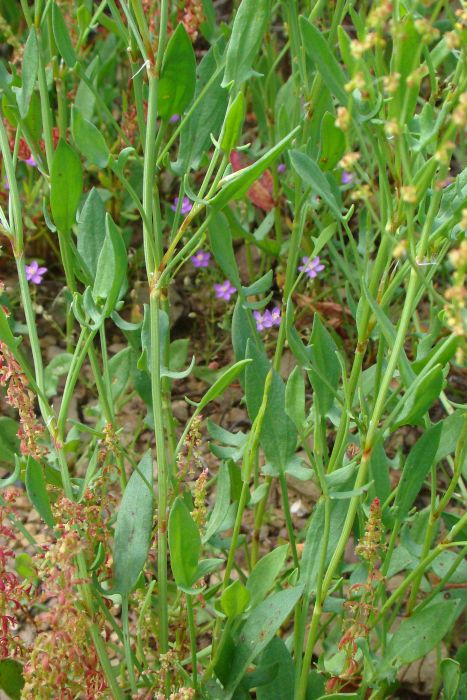 Rumex acetosella