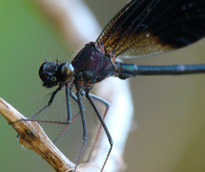 da determinare - Calopteryx haemorrhoidalis