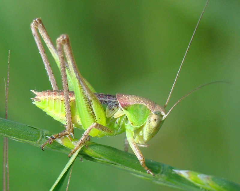 Tettigoniidae - Ninfa di Platycleis sp.