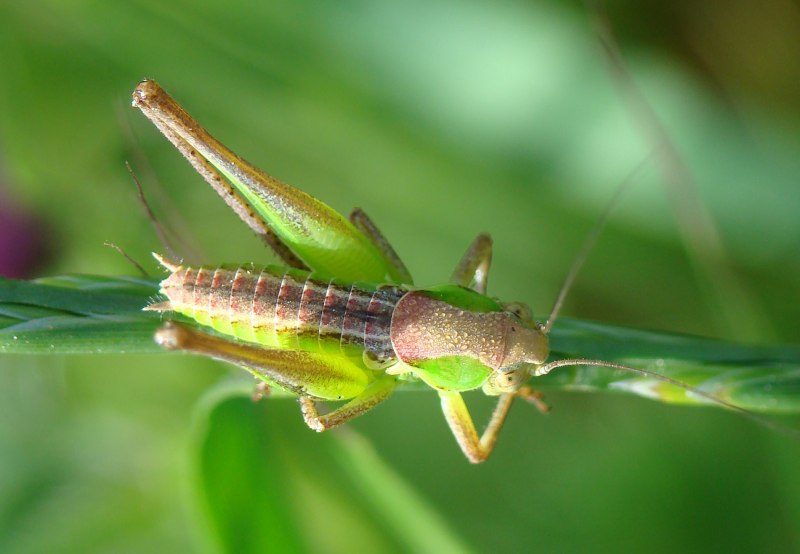 Tettigoniidae - Ninfa di Platycleis sp.