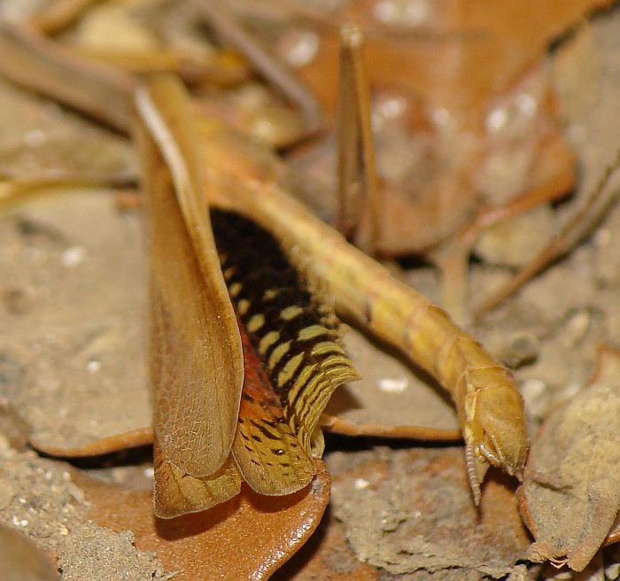 Iris oratoria maschio dal Portogallo