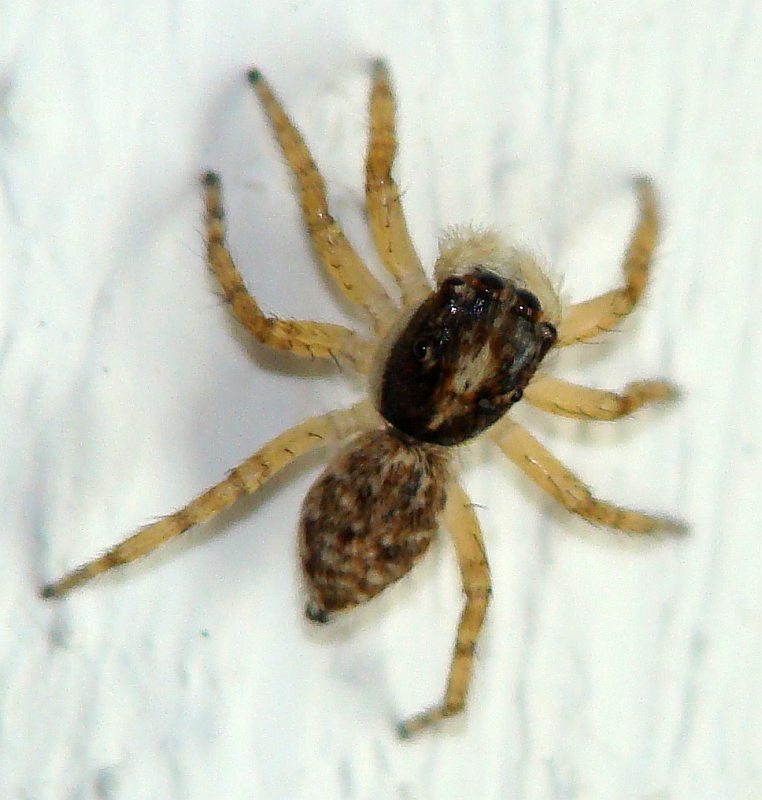 Menemerus semilimbatus