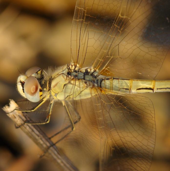 Sympetrum fonscolombii