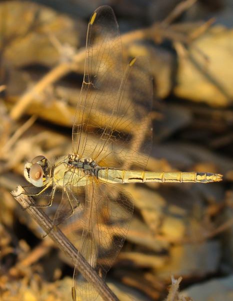 Sympetrum fonscolombii