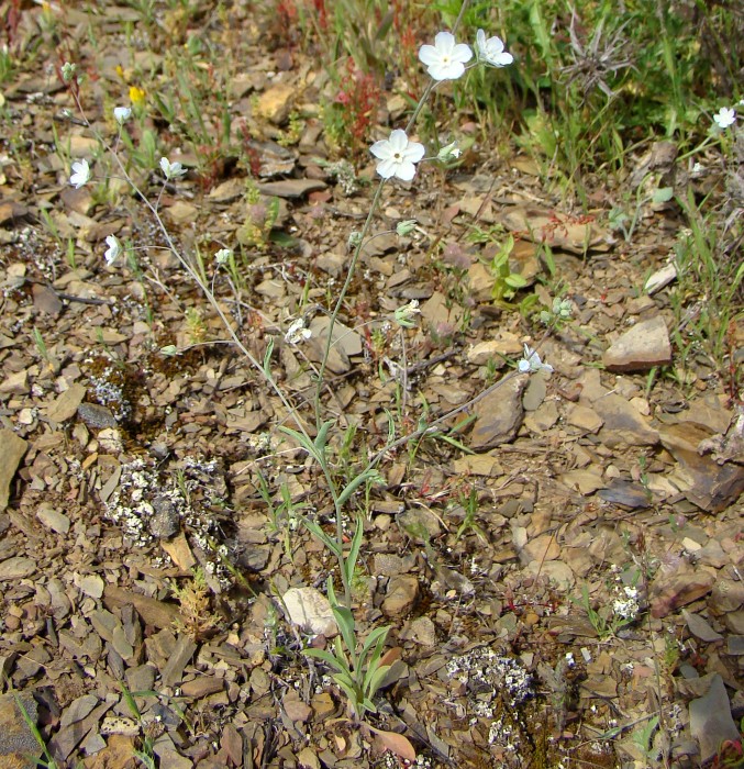 Omphalodes cfr.brassicifolia