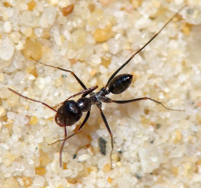 Cataglyphis sp. (Portogallo)