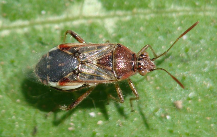 Rhopalidae dell''Algarve: Liorhyssus hyalinus