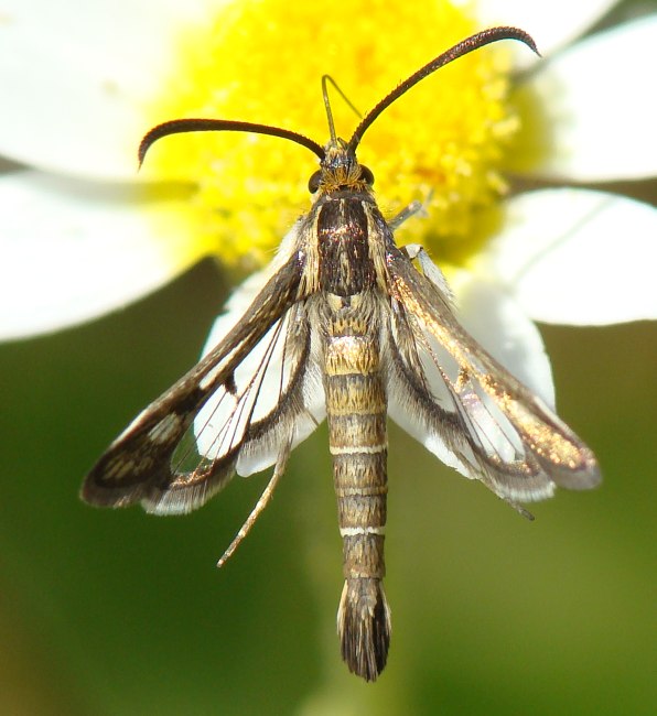 Sesiidae --> Pyropteron hispanicum ?