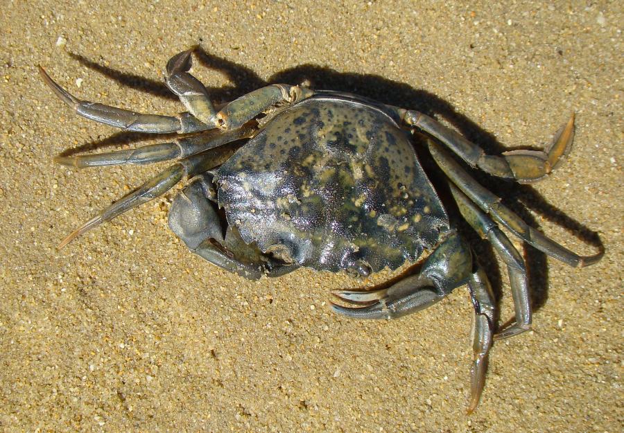 Carcinus sp.