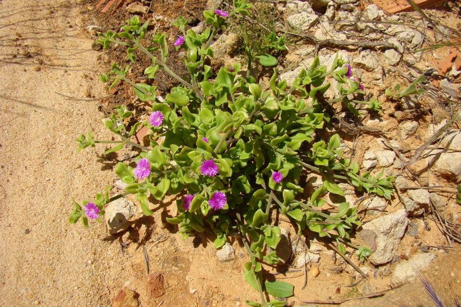 Mesembriathemum cordifolium