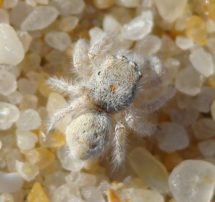 Salticidae - da determinare