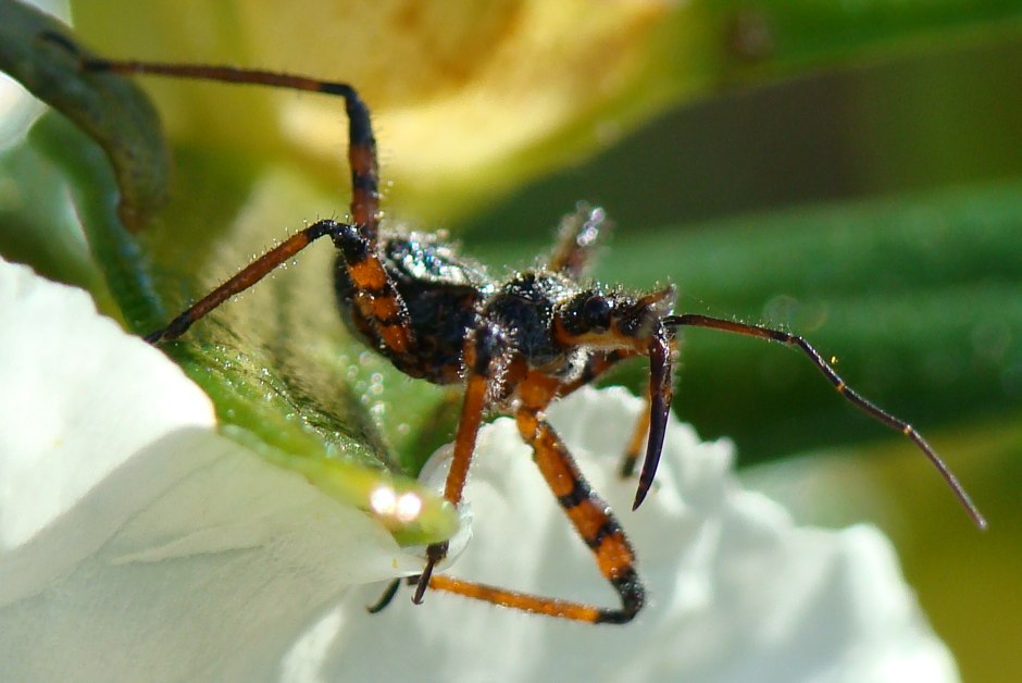 Reduviidae: ninfa di Rhynocoris cfr. cuspidatus dell''Algarve