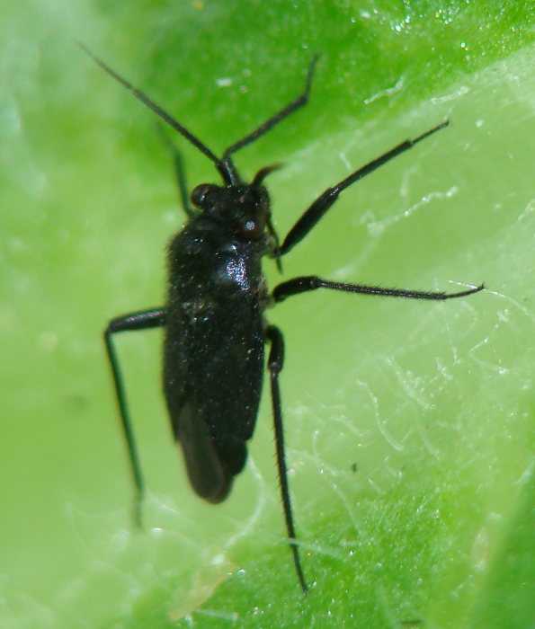 Miridae dell''Algarve: Orthocephalus sp. maschio