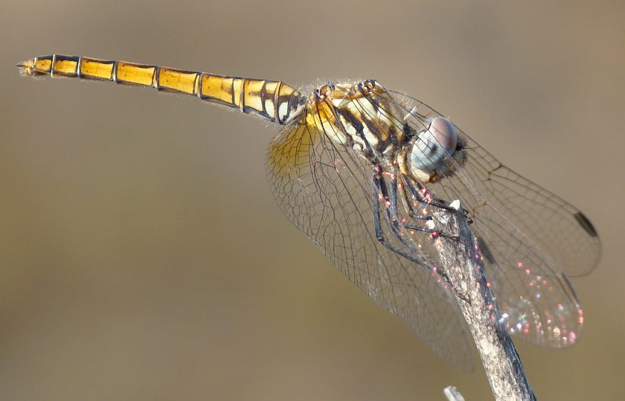 Orthetrum brunneum? - Trithemis annulata