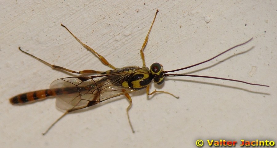 Syzeuctus sp F (Ichneumonidae).