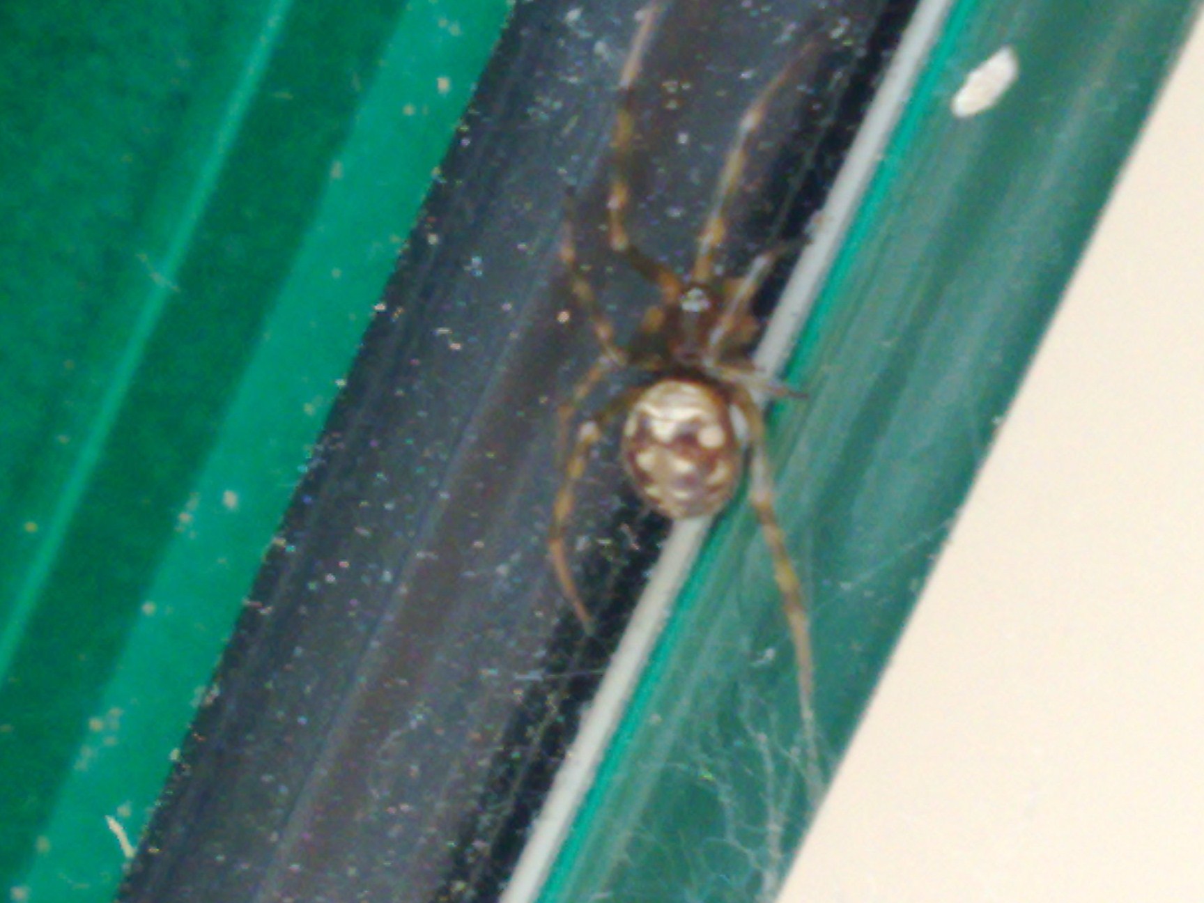 Steatoda triangulosa