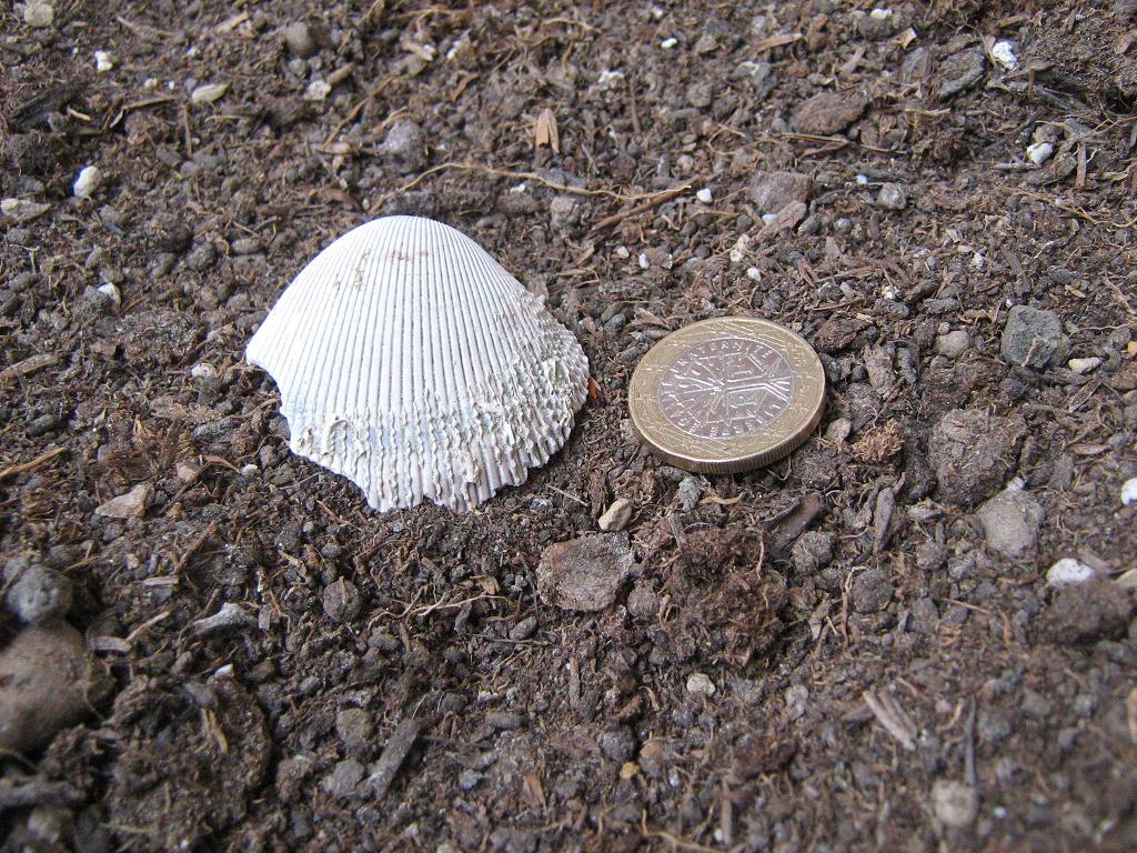 Trachycardium multicostatum (Brocchi, 1814) - Pliocene.