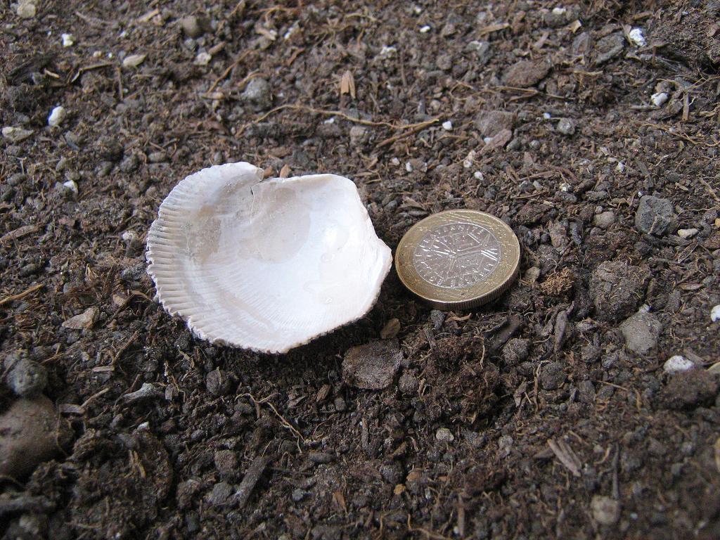 Trachycardium multicostatum (Brocchi, 1814) - Pliocene.