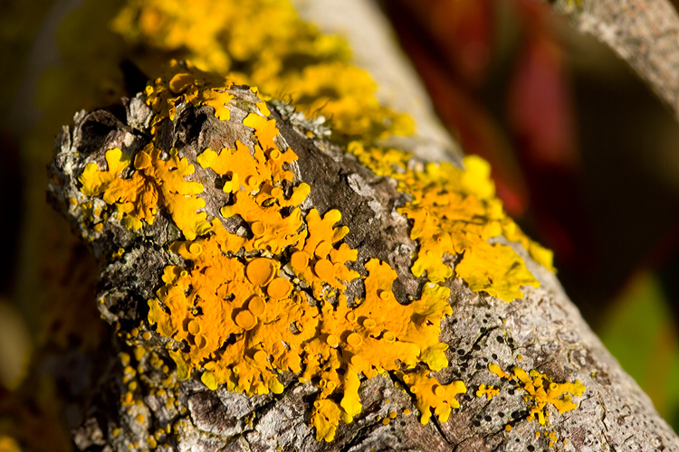 Xanthoria parietina su Pistacia lentiscus