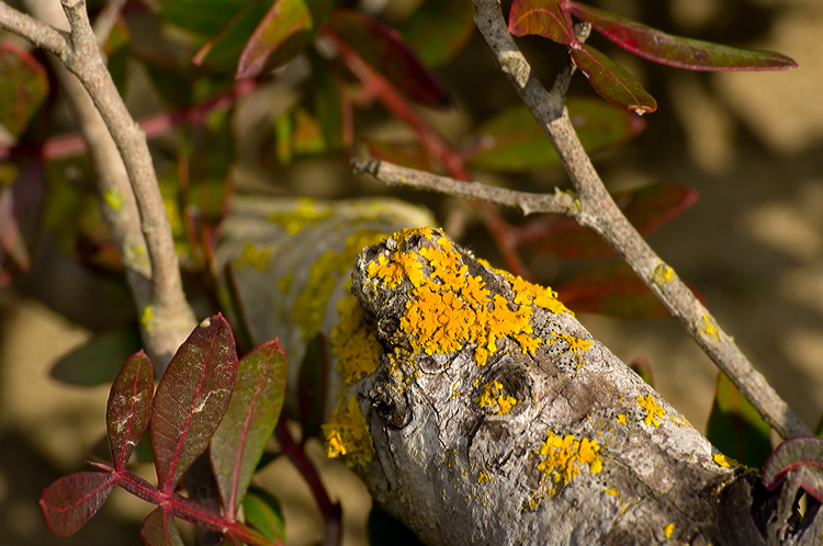 Xanthoria parietina su Pistacia lentiscus