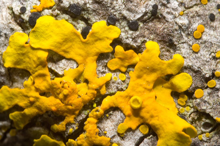 Xanthoria parietina su Pistacia lentiscus