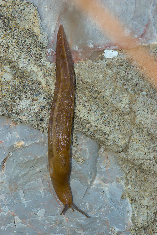 Un Limax del corsicus-gruppo da Roselle (GR)