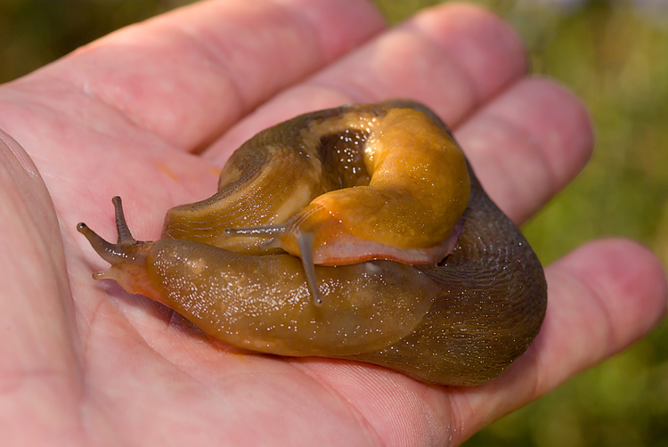 Un Limax del corsicus-gruppo da Roselle (GR)