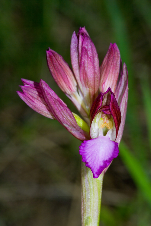Orchis papilionacea?
