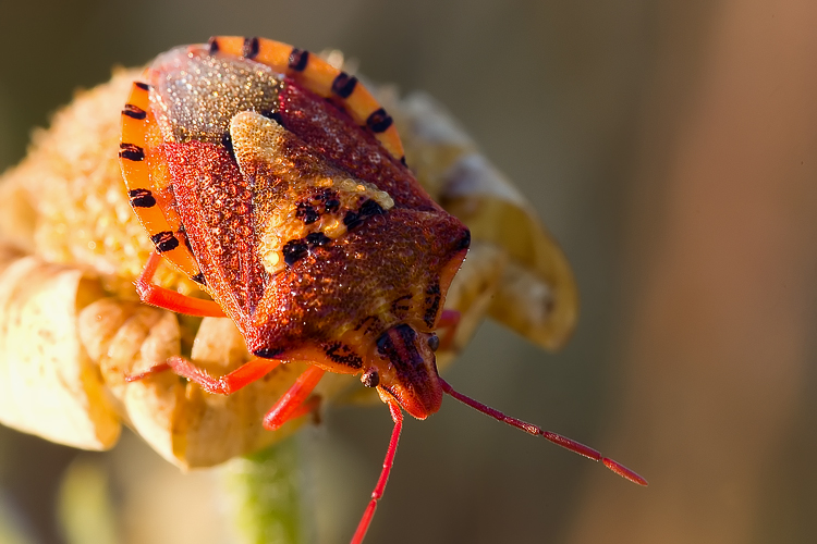 Codophila varia