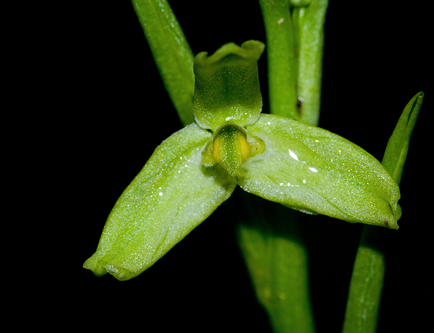 Lusus di Ophrys