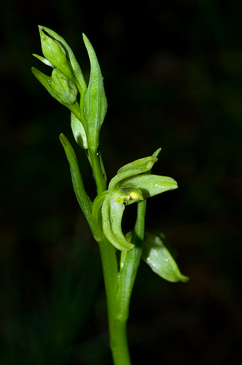 Lusus di Ophrys