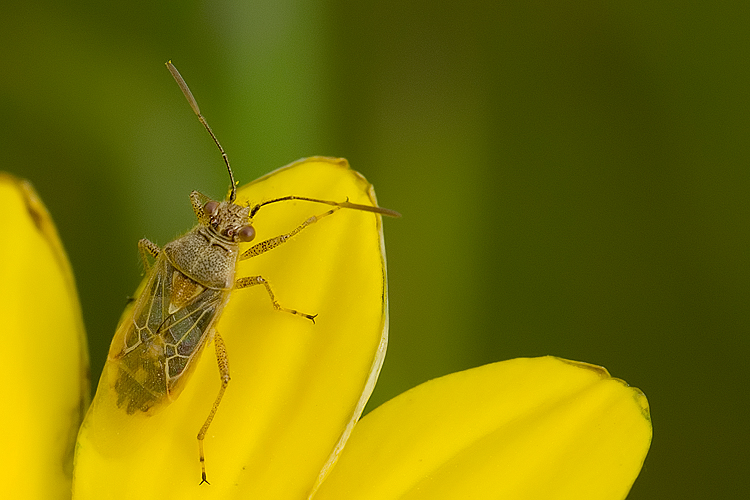 Rhopalidae: Liorhyssus hyalinus del Grossetano