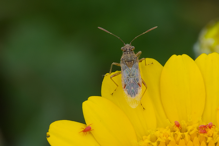 Rhopalidae: Liorhyssus hyalinus del Grossetano