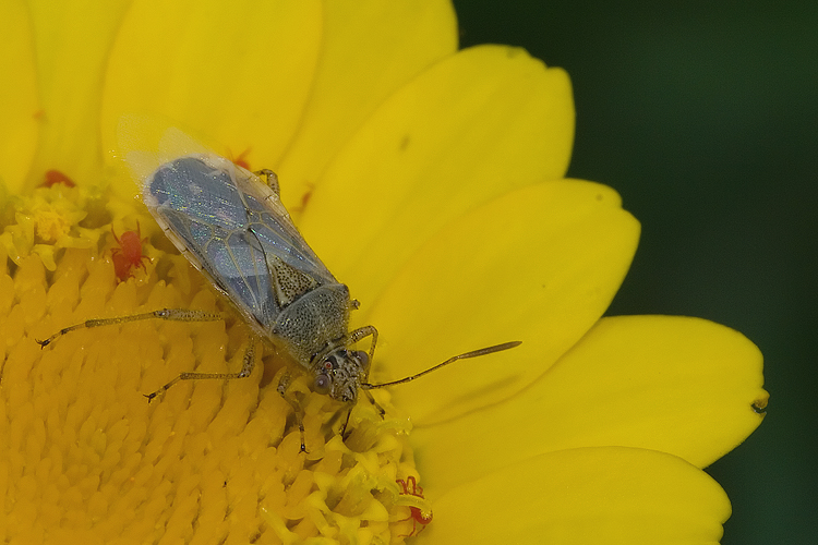 Rhopalidae: Liorhyssus hyalinus del Grossetano